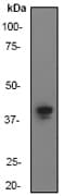 Anti-AMPK gamma 1 antibody [Y308](AB32508)