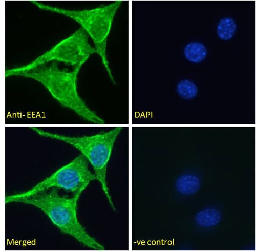 Anti-EEA1 antibody - Early Endosome Marker(AB206860)