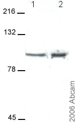 Anti-KCNQ2 antibody(AB22897)