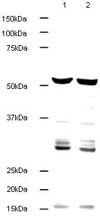 Anti-alpha Tubulin antibody - Microtubule Marker(AB18251)