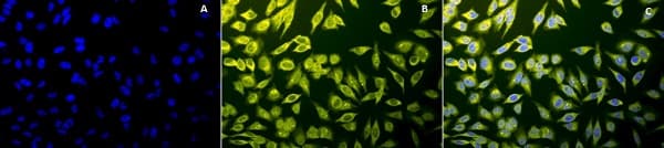 Anti-Calnexin - ER membrane marker antibody - ER Marker(AB13504)