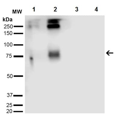 Anti-Acrolein antibody [2H2](AB240906)