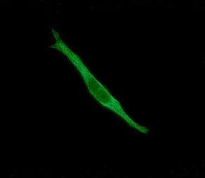 Anti-FKBP12 antibody [EP3887](AB108420)