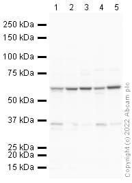 Klf4 Antibody Ab129473  Western Blot Img167838
