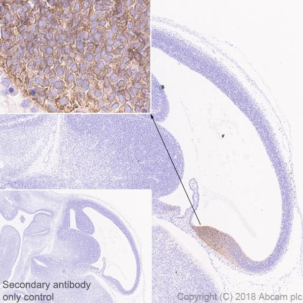 Anti-Wnt3a antibody [EPR21889] - BSA and Azide free(AB234099)