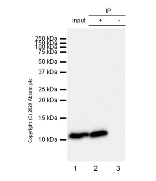 Ccl3 Mip 1 Alpha Ccl3l1 Antibody Epr23751 54 Ab259372  Immunoprecipitation Img5587