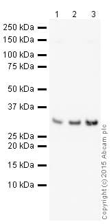 HRP Anti-Galectin 3 antibody [EP2775Y](AB202553)