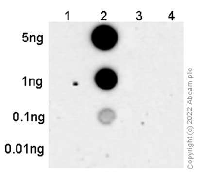 Anti-ErbB4 / HER4 (phospho Y1284) antibody [EPR2273(2)](AB109273)