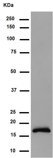 Anti-Alpha-synuclein antibody [MJFR1](AB138501)