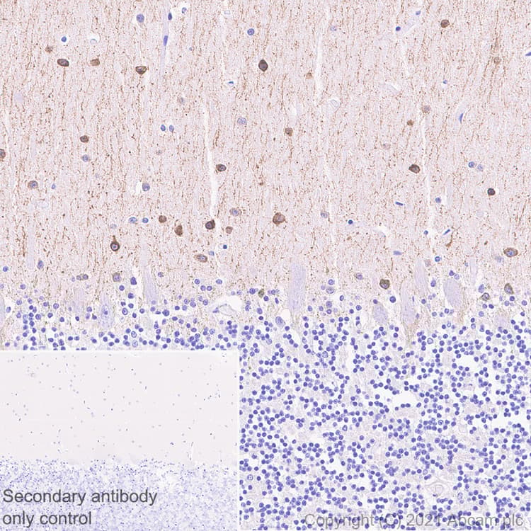 Anti-nNOS (neuronal) antibody [EPR24351-6] - BSA and Azide free(AB281832)