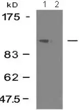Anti-FAK antibody(AB131435)
