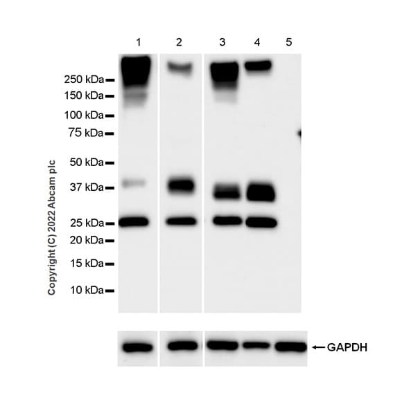 Aquaporin 1 Antibody Epr26554 46 Bsa And Azide Free Ab300464  Western Blot Img400483