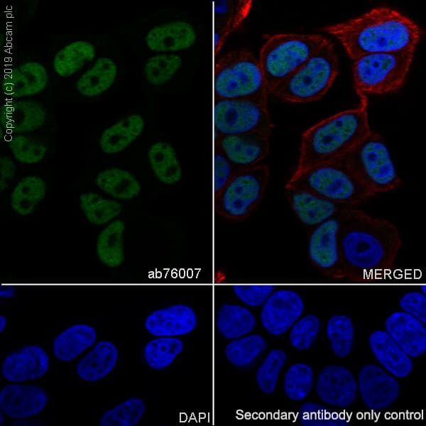 Ap2 Gamma Tfap2c Antibody Ep2692y Bsa And Azide Free Ab247427  Immunocytochemistry Immunofluorescence Img119644