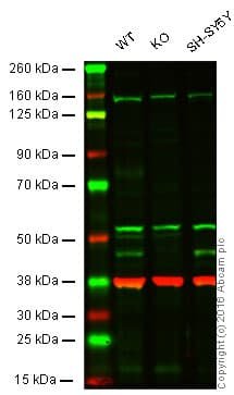 Pdk2 Antibody 3f2d7 Ab201964  Western Blot Img1324