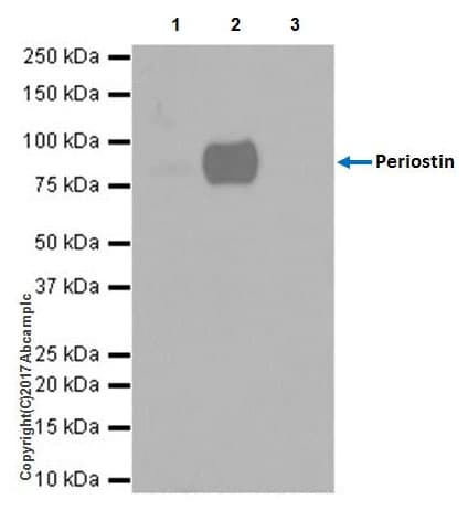 Periostin Antibody Epr19936 Ab219057  Immunoprecipitation Img15816