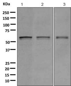 Txnrd1 Antibody Epr10205 Ab167411  Western Blot Img106988