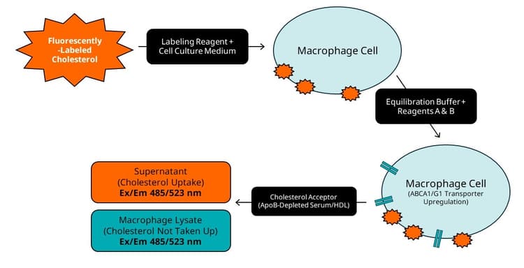 Cholesterol Efflux Assay Kit (Cell-based)(AB196985)