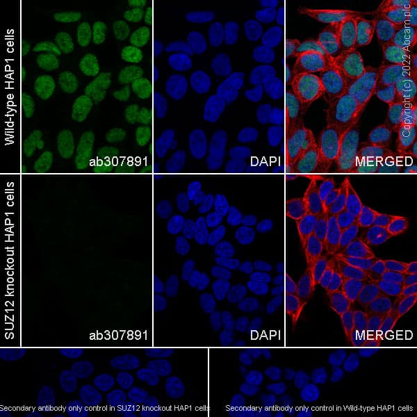 Anti-SUZ12 antibody [EPR26230-82] - BSA and Azide free(AB307892)