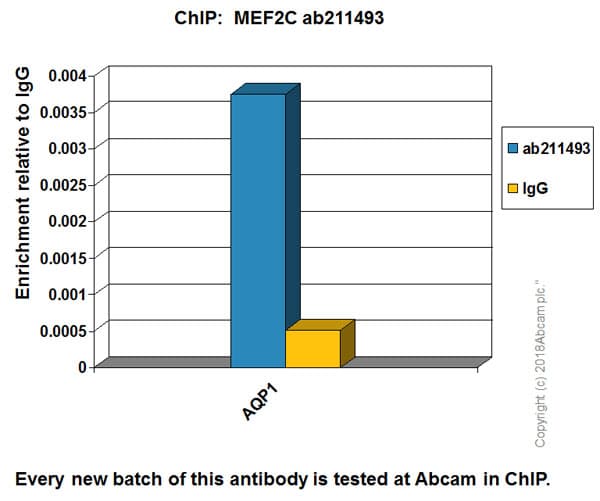 Anti-MEF2C antibody [EPR19089-202] - BSA and Azide free(AB231859)
