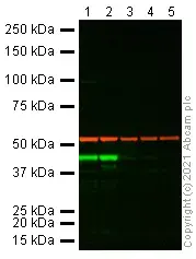 Anti-alpha smooth muscle Actin antibody [1A4](AB7817)