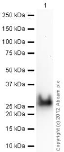 Anti-TAGLN/Transgelin antibody(AB14106)