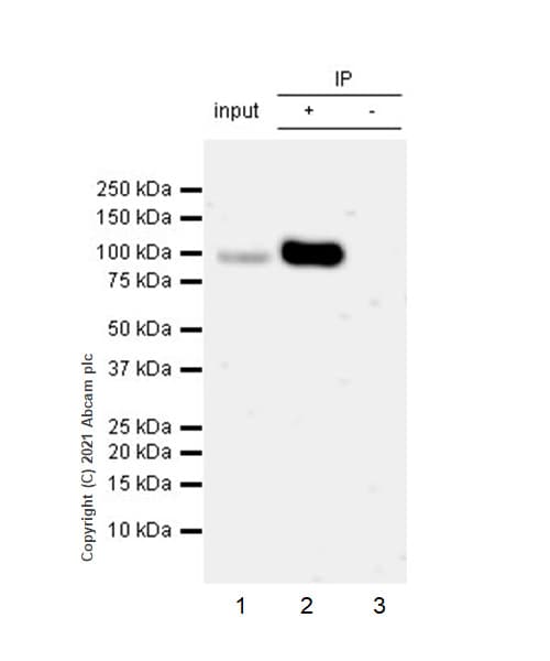 Anti-MMP9 antibody [RM1020](AB283575)