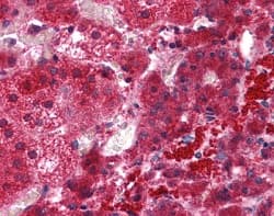 Anti-EFHD1 antibody(AB118599)