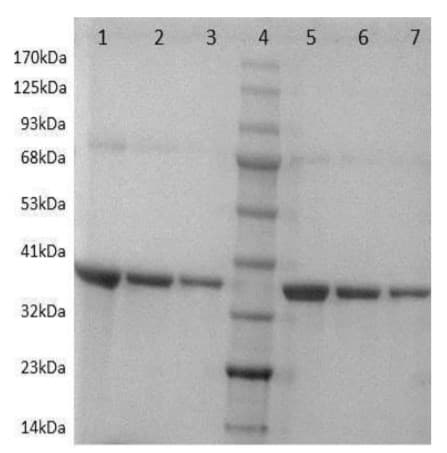 Recombinant Staphylococcus aureus Protein A(AB52953)