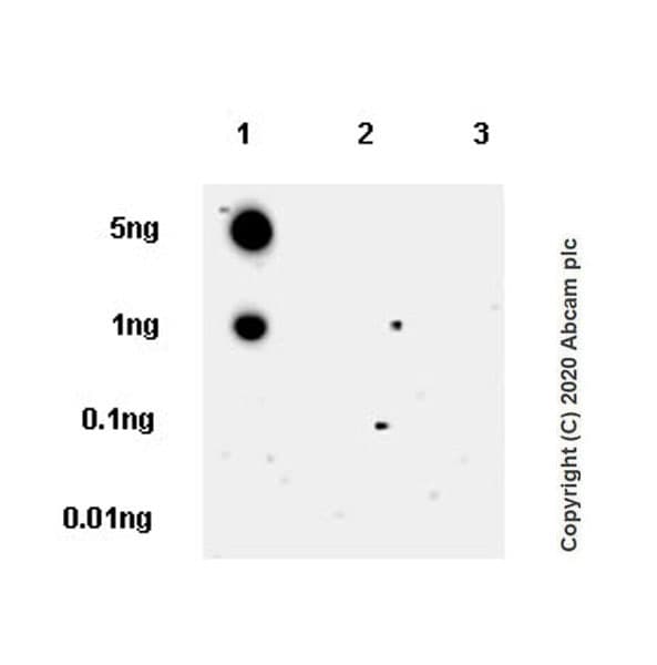 Anti-SV2A antibody [EPR23500-32](AB254351)