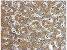 Alpha 1 Microglobulin Antibody Ab153806  Immunohistochemistry Formalin Pfa Fixed Paraffin Embedded Sections Img130917
