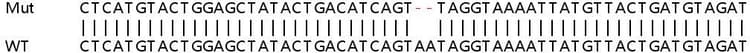 Sanger%20sequencing%20 %20human%20slc25a40%20knockout%20hela%20cell%20line%20(Ab265188)  Sanger Sequencing Img412283