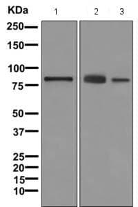 Anti-Dynein intermediate chain 1/DNAI1 antibody [EPR11244-61](AB171964)