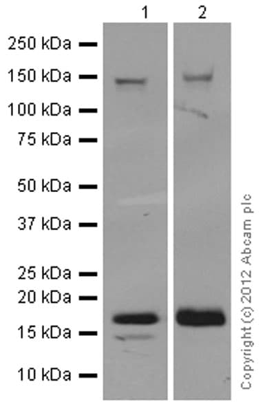 Anti-Integrin alpha 5 antibody [EPR7854] - Low endotoxin, Azide free(AB221606)