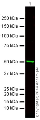Anti-beta Tubulin antibody - Loading Control(AB6046)