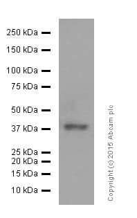 Anti-Islet 1 antibody [EP4182] - Neural Stem Cell Marker(AB109517)