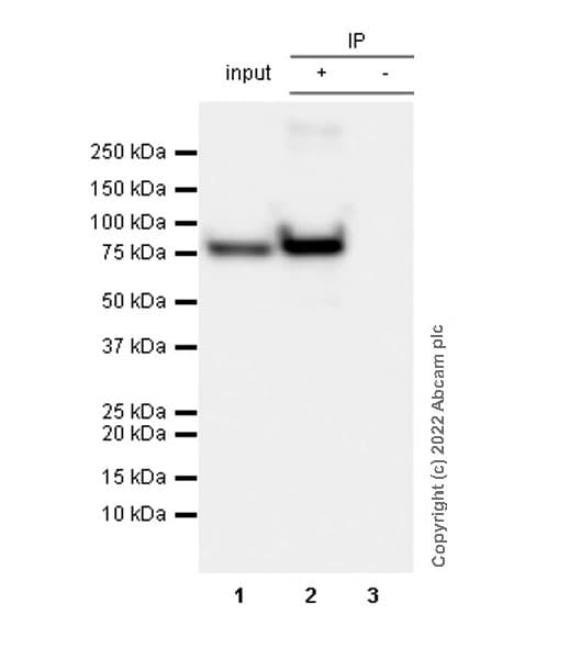 Anti-Myc tag antibody [Hyper-myc](AB289981)