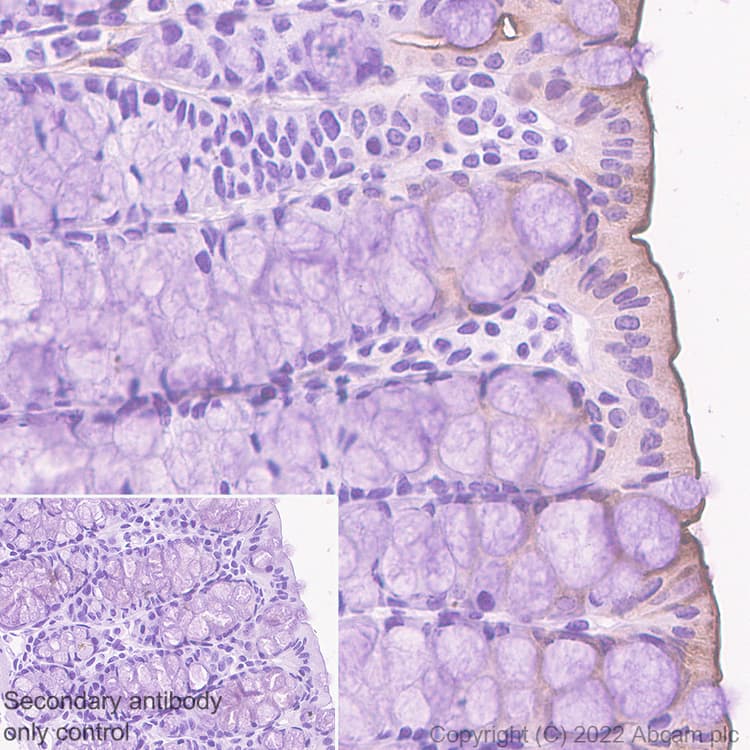 Anti-Sodium/Hydrogen Exchanger 3/NHE-3 antibody [EPR26951-3] - BSA and Azide free(AB307366)