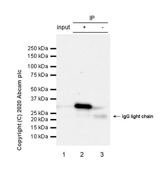 Anti-CD20 antibody [EP459Y] - Mouse IgG2a (Chimeric) - BSA and Azide free(AB279311)