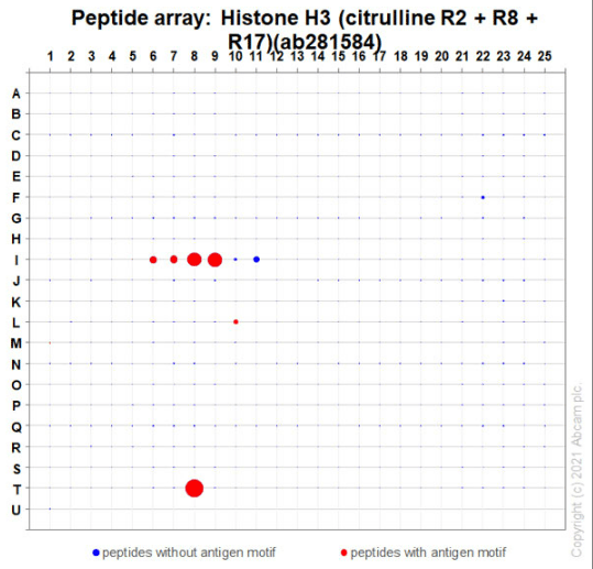 Anti-Histone H3 (citrulline R2 + R8 + R17) antibody [RM1001](AB281584)