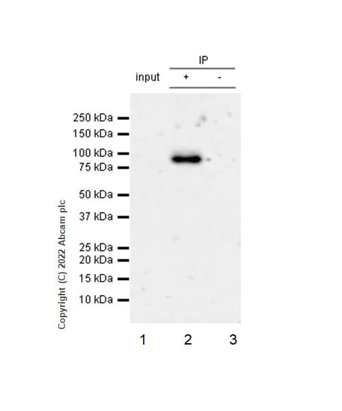 VeriBlot for IP Detection Reagent (HRP)(AB131366)