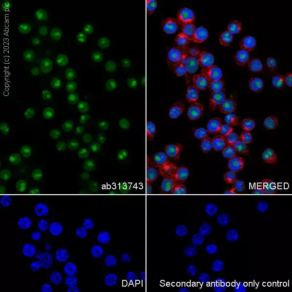 Anti-METTL16 antibody [EPR27236-78](AB313743)