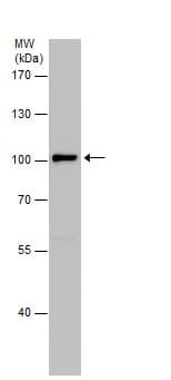 Anti-ATG9A antibody - C-terminal(AB229334)