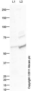 Goat Rabbit Igg H L Hrp Preadsorbed Ab97080  Western Blot Img68723