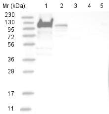 Anti-YTHDC1 antibody(AB122340)