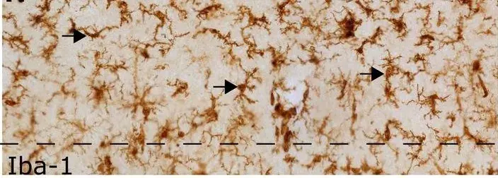 Anti-Iba1 antibody(AB5076)