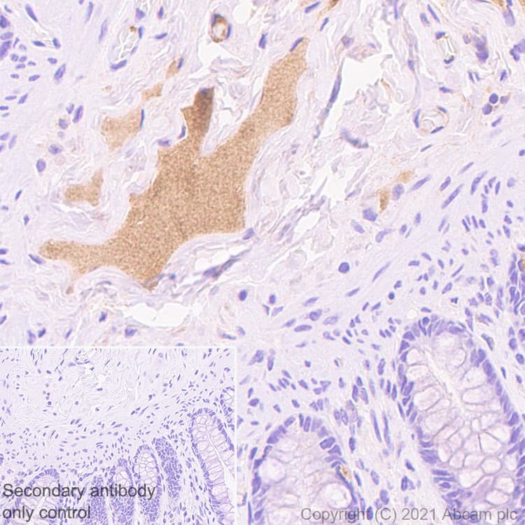 Anti-Protein S antibody [EPR24509-70] - BSA and Azide free(AB280894)