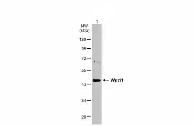 Wnt11 Antibody Ab96730  Western Blot Img449719
