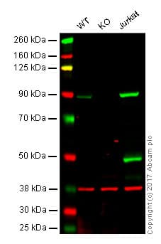 Anti-PI 3 Kinase p85 alpha antibody [EPR18702](AB191606)
