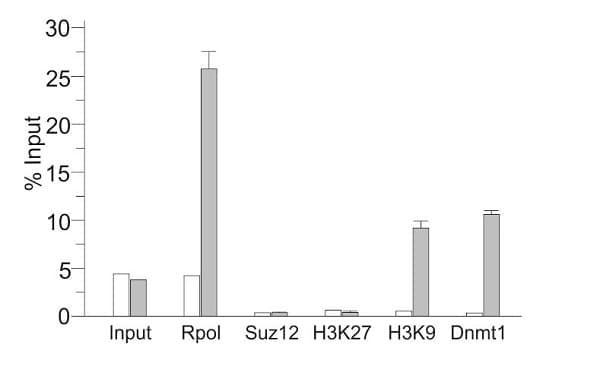 Anti-RNA polymerase II CTD repeat YSPTSPS (phospho S5) antibody(ab5131)