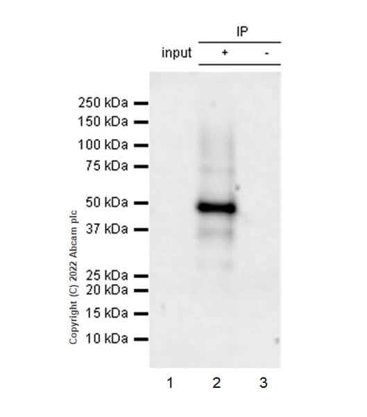 Anti-Tau (phospho T217) antibody [EPR24654-110](AB291080)